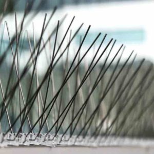 cheapest bird pest control solution
